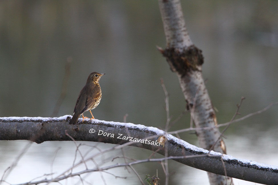 Song Thrush