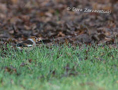 Hawfinch