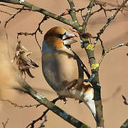 Hawfinch