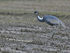 White-naped Crane