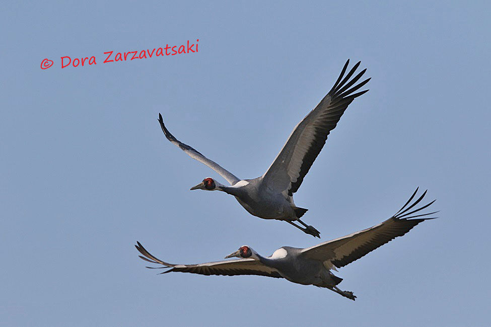 White-naped Crane adult, Flight