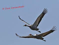 White-naped Crane