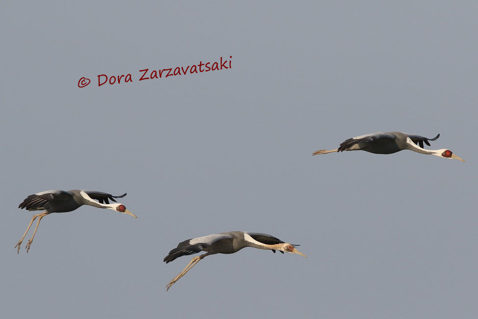 White-naped Crane , Flight