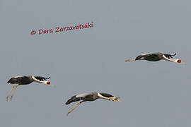 White-naped Crane