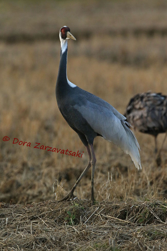 White-naped Craneadult