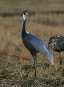 White-naped Crane