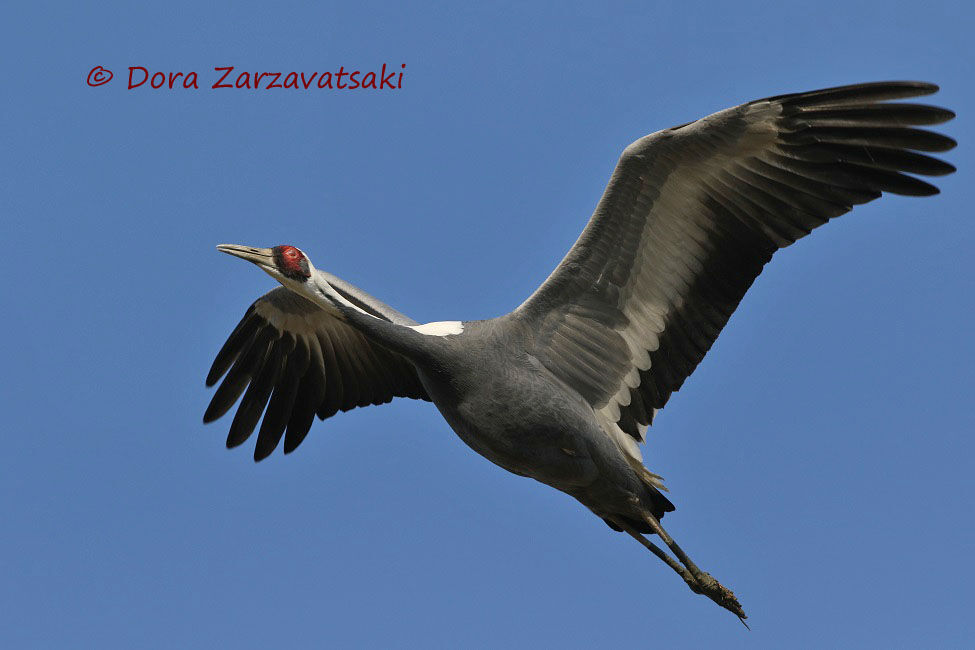 White-naped Craneadult, Flight