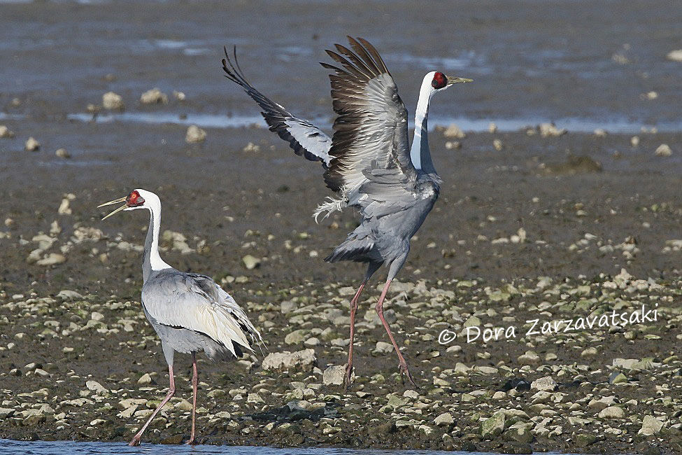 White-naped Crane , Behaviour