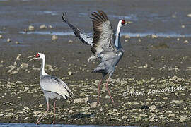 White-naped Crane