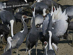 White-naped Crane