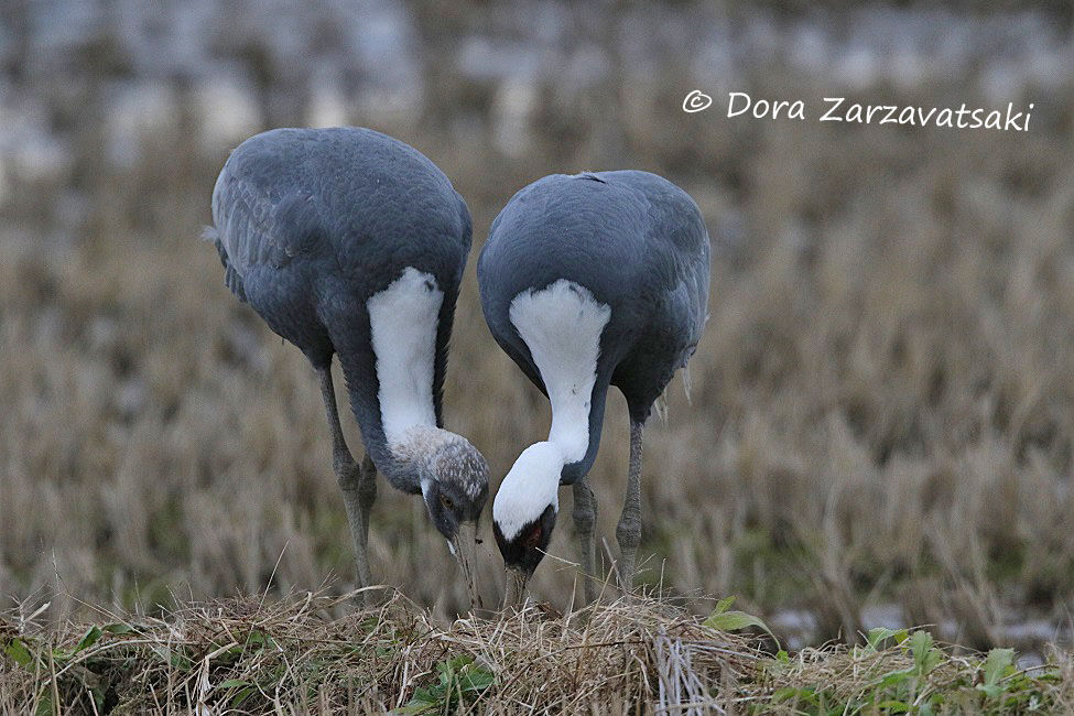 White-naped Crane, Behaviour