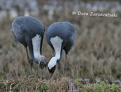 White-naped Crane