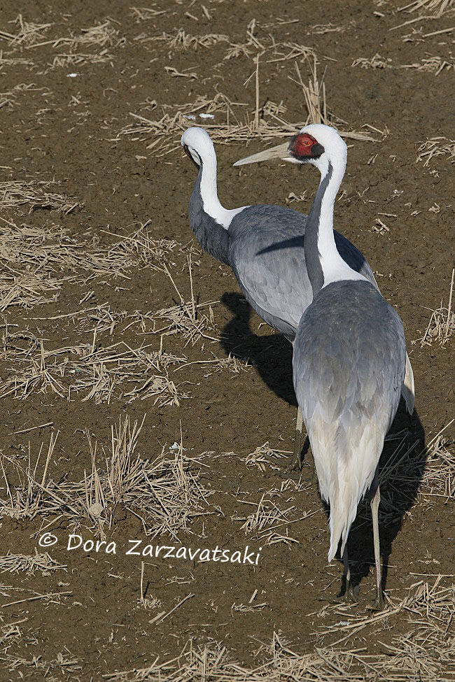 White-naped Craneadult