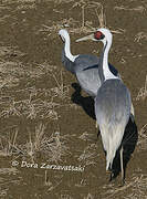 White-naped Crane