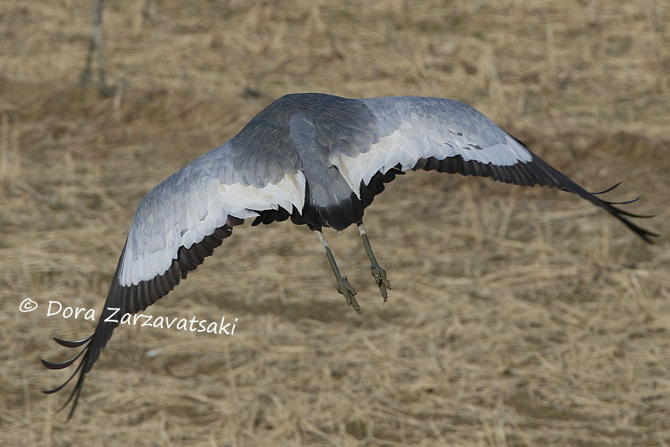 White-naped Craneadult, Flight