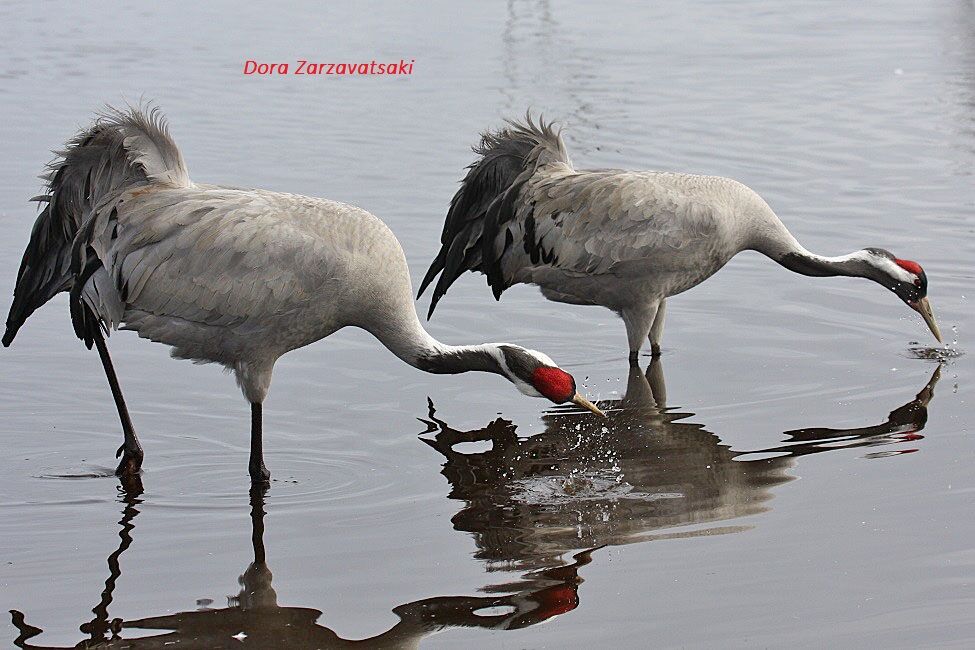 Common Crane