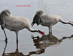 Common Crane