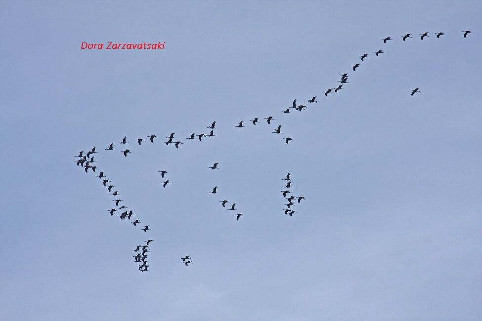 Common Crane