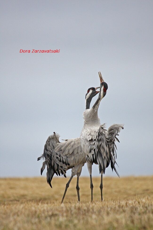 Common Crane 