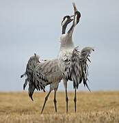 Common Crane