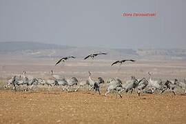 Common Crane