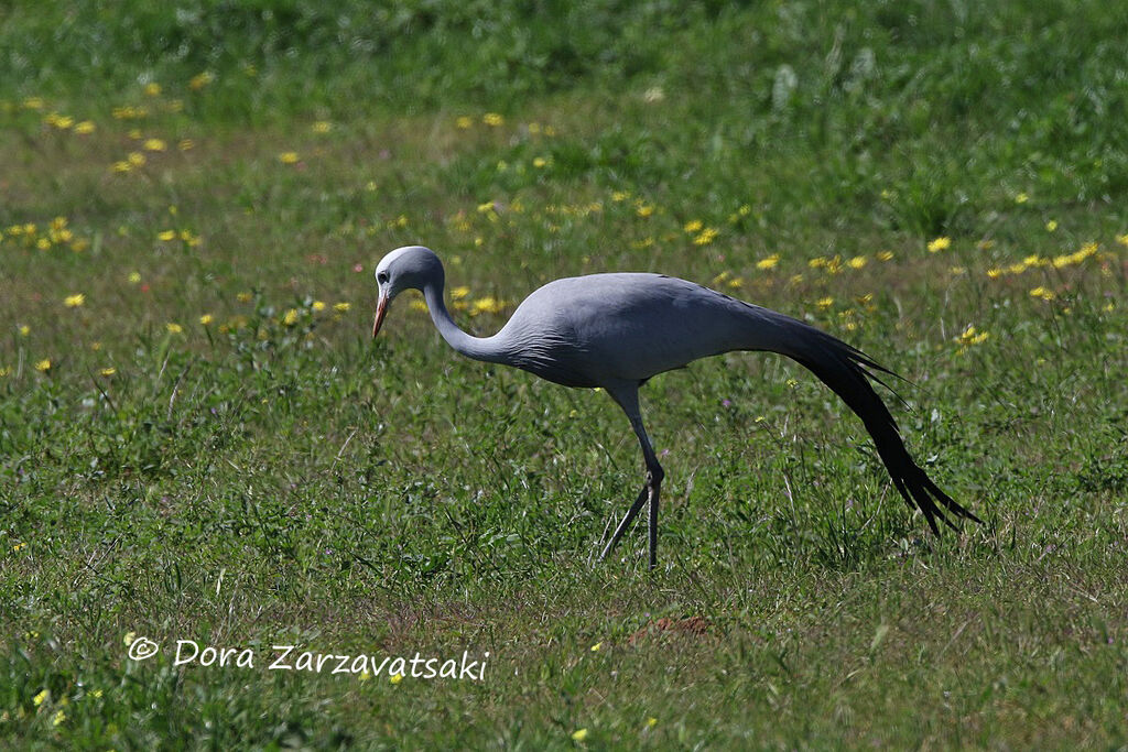 Blue Craneadult, walking