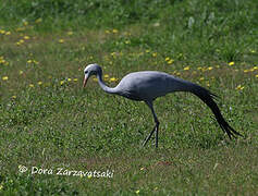 Blue Crane