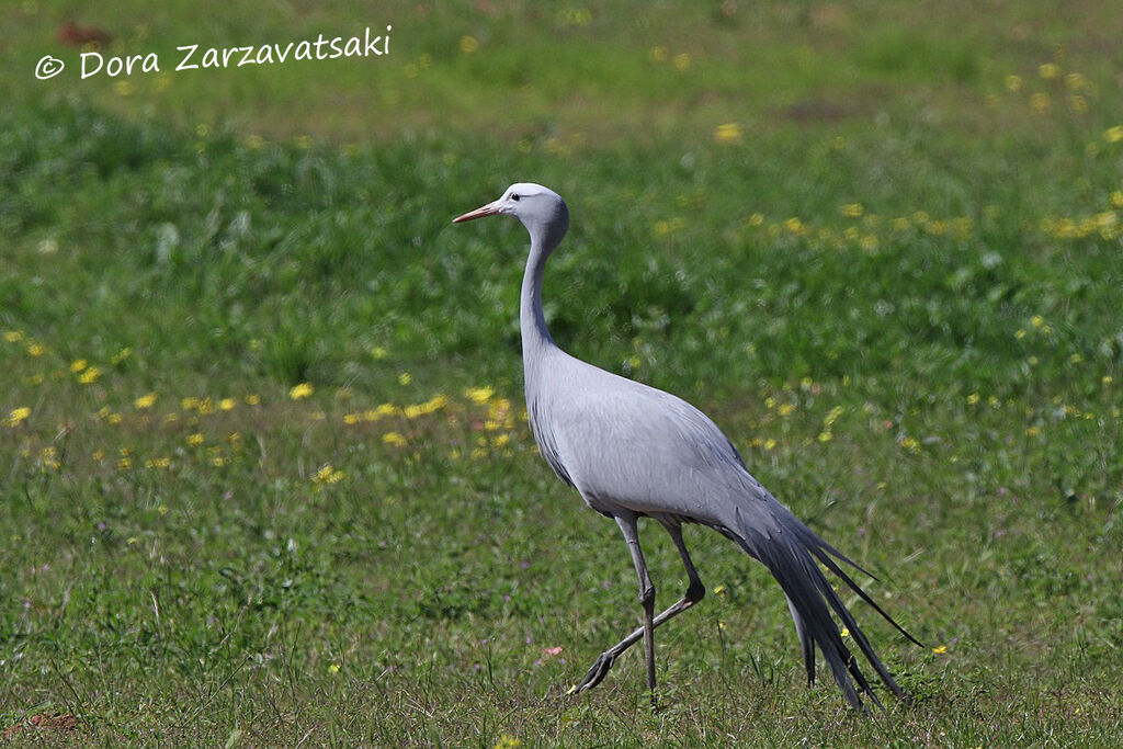 Blue Craneadult, walking