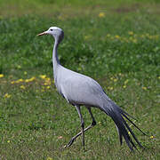 Blue Crane