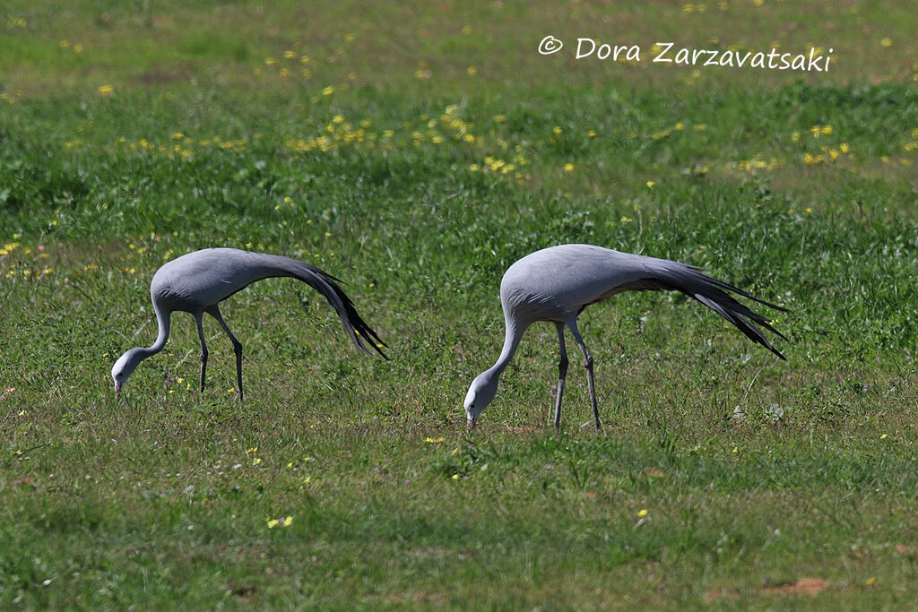 Grue de paradisadulte nuptial, mange