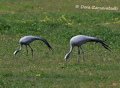 Blue Crane