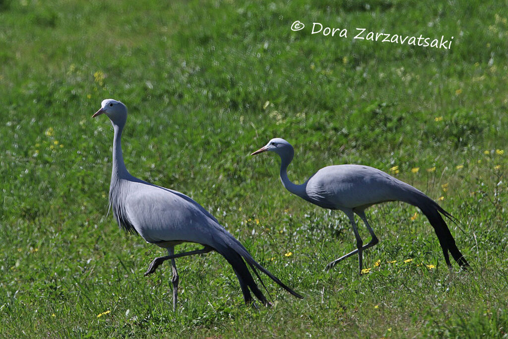 Blue Craneadult breeding, walking