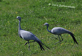 Blue Crane