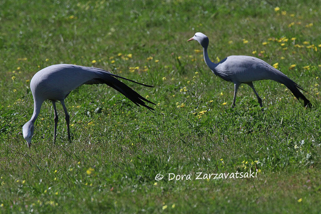 Blue Craneadult breeding