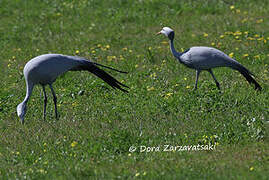 Blue Crane