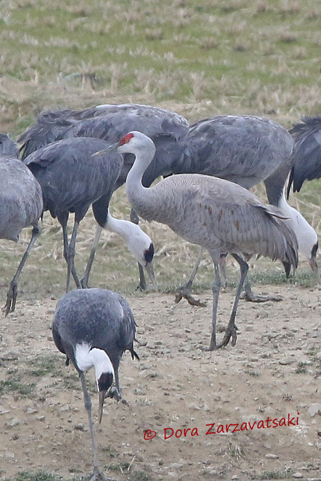 Sandhill Crane