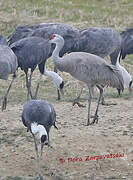 Sandhill Crane