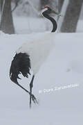 Red-crowned Crane