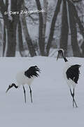 Red-crowned Crane