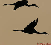 Hooded Crane