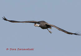 Hooded Crane