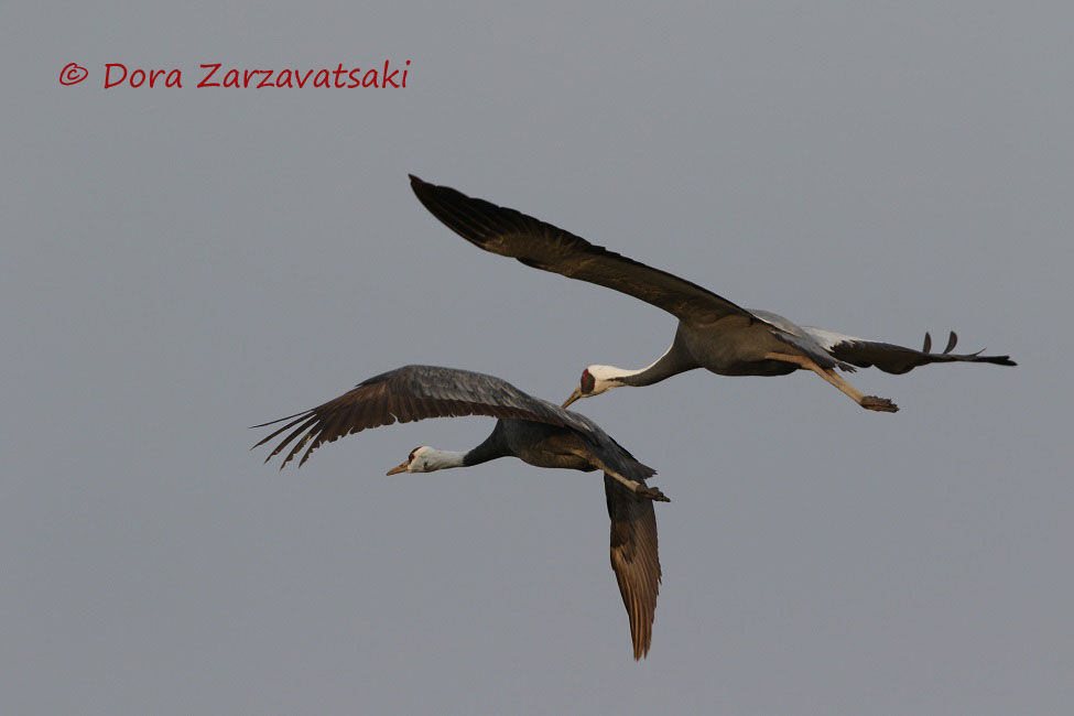 Hooded Crane