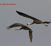 Hooded Crane