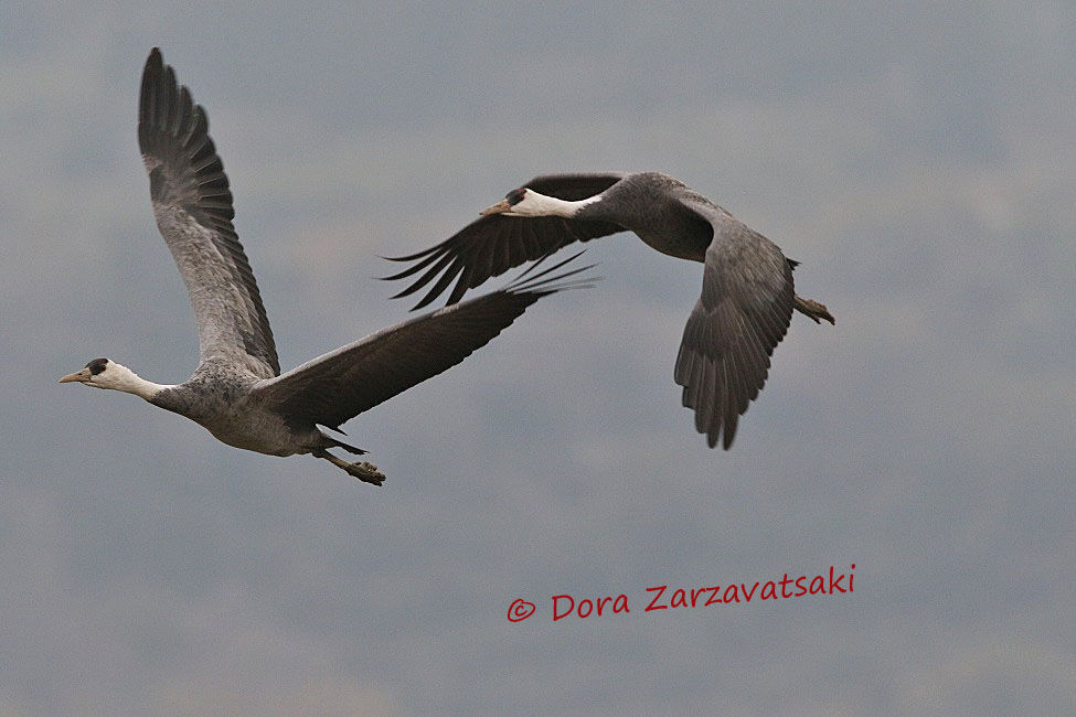 Hooded Crane