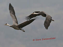 Hooded Crane