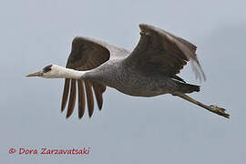 Hooded Crane