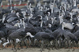 Hooded Crane