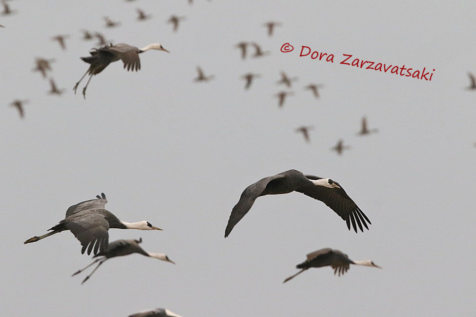 Hooded Crane