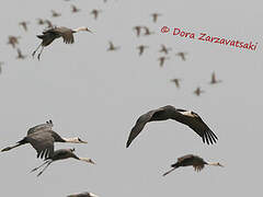 Hooded Crane