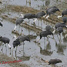 Grue moine